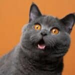 OTKRIVENO! Vlasti u Velikoj Britaniji planirale da istrebe kućne ljubimce za vreme prvog talasa COVID-a 19