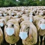 Ne postoji lek za maskoholike?