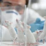 Vrli novi svet: Naučnici „stvaraju miševe sa dva oca“ nakon „pravljenja jajnih ćelija od muških ćelija“