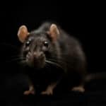 Pacovi su novi vladari Njujorka- Populacija ovih glodara porasla za 800%