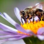 Prva svetska vakcina za pčele odobrena u SAD