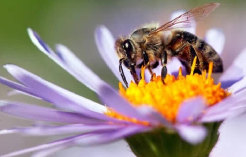  Prva svetska vakcina za pčele odobrena u SAD
