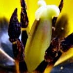 Alarmisti: Klimatske promene „produžuju sezonu alergija“