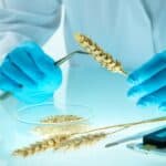 BRAZIL odobrio uzgoj i proizvodnju GENETSKI MODIFIKOVANE pšenice