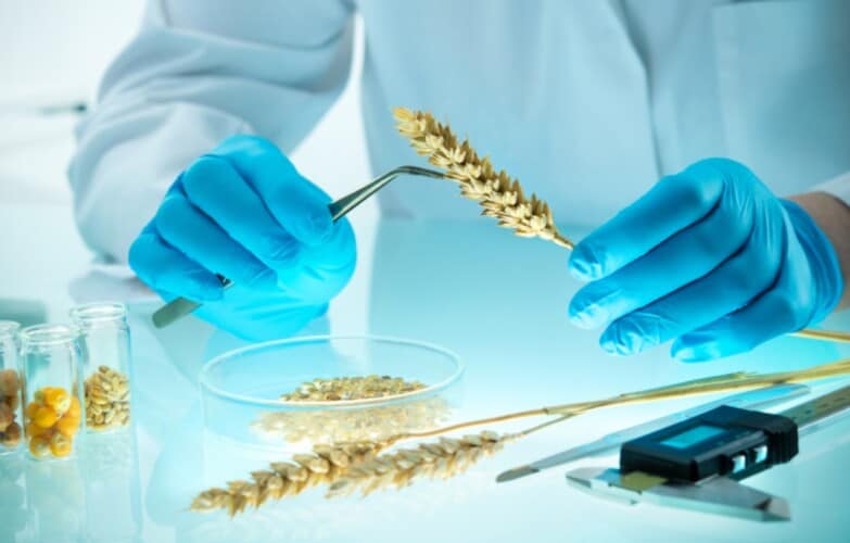  BRAZIL odobrio uzgoj i proizvodnju GENETSKI MODIFIKOVANE pšenice