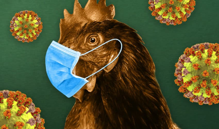  Spremni za novu pandemiju? Mediji najavljuju NOVI SOJ Ptičjeg gripa koji će zaključati ceo svet