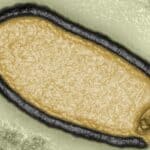 Naučnici su oživeli "zombi" virus koji je proveo 48.500 godina zamrznut u permafrostu