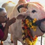 INDIJA: Hinduističke grupe napadaju i ubijaju ljude koji jedu govedinu