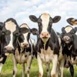 Krave će dobiti „sredstvo za suzbijanje metana“ od 2025. kako bi se ispunila zelena agenda