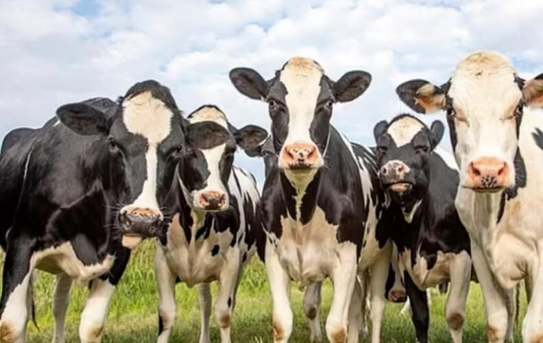 Krave će dobiti „sredstvo za suzbijanje metana“ od 2025. kako bi se ispunila zelena agenda