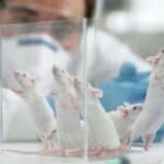 Kinezi tvrde: Izlečili smo miševe od raka dojke za dve nedelje