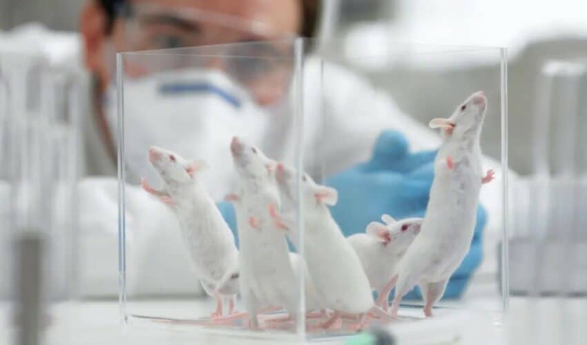  Kinezi tvrde: Izlečili smo miševe od raka dojke za dve nedelje