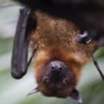 Tovar „kuvanih slepih miševa“ zaplenjen nakon što je nemačka policija zaustavila vozača kamiona migranata