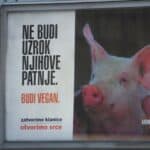 "Woke" ludilo stiglo u Srbiji! U Novom Sadu osvanuli "Pro-Veganski" bilbordi