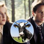 Dosije X ali u pravom životu! Na farmi u Teksasu pronađene mrtve krave sa precizno isečenim jezicima