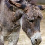 EU: Ne možemo da kaznimo nikoga za silovanje životnja