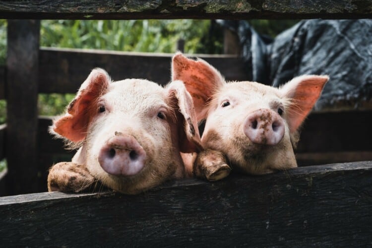 Korona PROPALA ali “ne brinite”- U Čačak stigla svinje zaražene AFRIČKOM KUGOM