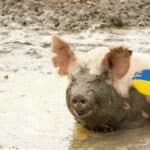 Ukrajinski zvaničnik "otkrio" zašto još uvek nema KONTRAOFANZIVE Kijeva: "Blatnjavo je, loši su vremenski uslovi"