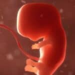 Naučnici povezani sa Davosom najavili da će uskoro u svojim laboratorijama početi da uzgajaju ljudske embrione