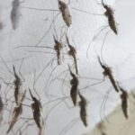 SAD: Smrtonosna malarija prvi put registrovana posle 20 godina nakon puštanja genetski modifikovanih komaraca Bila Gejtsa