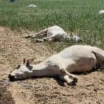 Svetski ekonomski forum naređuje Irskoj da uništi 65.000 krava svake godine radi borbe protiv klimatskih promena