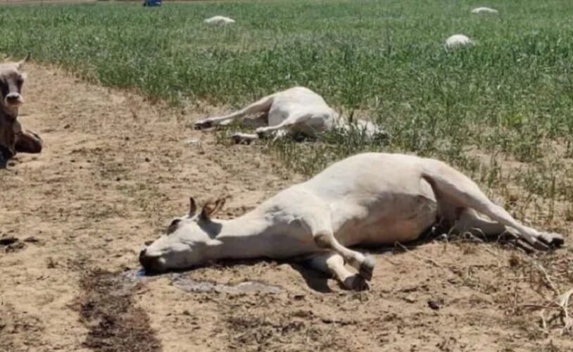  Svetski ekonomski forum naređuje Irskoj da uništi 65.000 krava svake godine radi borbe protiv klimatskih promena