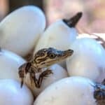 Ovo je neverovatno! Ženka krokodila zatrudnela sama bez mužjaka i izlegla mladunče