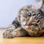 Pojavila se misteriozna bolest koja ubija mačke širom Poljske