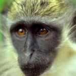 Slučajnost? BioNTech-ov pogon za proizvodnju vakcina bio je mesto izbijanja Marburg virusa