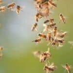 Bez pčela svet prestaje da postoji a sada je zabeležen ISTORIJSKI GUBITAK