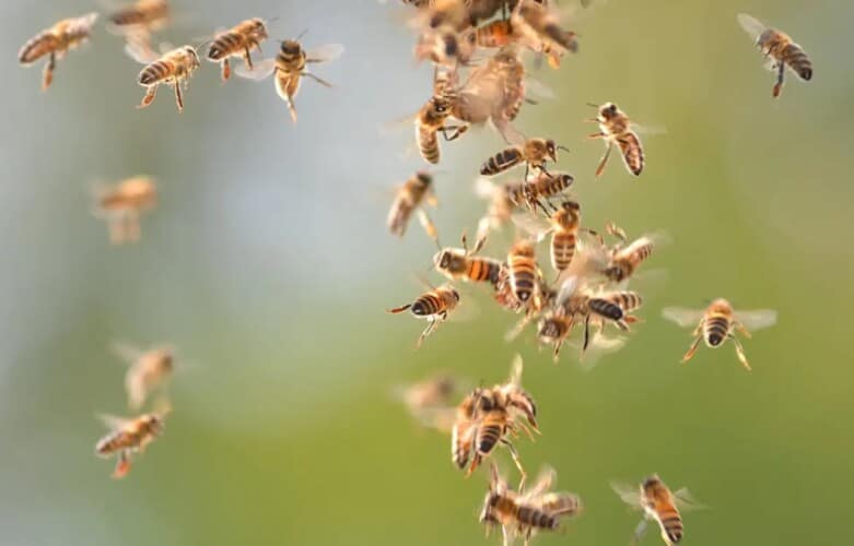  Bez pčela svet prestaje da postoji a sada je zabeležen ISTORIJSKI GUBITAK