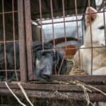 U Južnoj Koreji još uvek jedu pseće meso- Da li će nova inicijativa sprečiti iživljavanje azijata nad životinjama