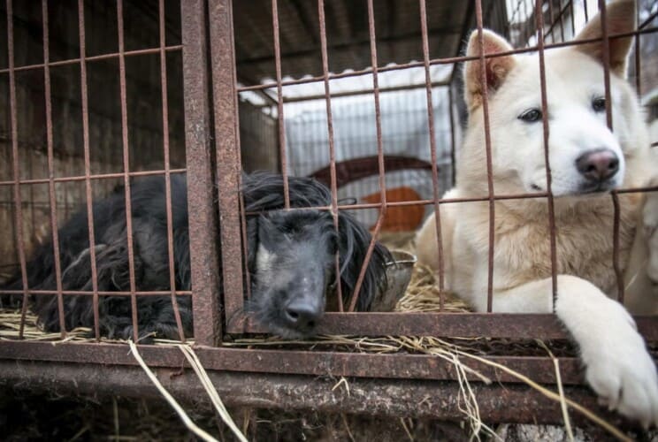  U Južnoj Koreji još uvek jedu pseće meso- Da li će nova inicijativa sprečiti iživljavanje azijata nad životinjama
