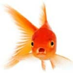 Bi-Bi-Si optužen da pokušava da indoktrinira decu govoreći im da ribe mogu da menjaju pol