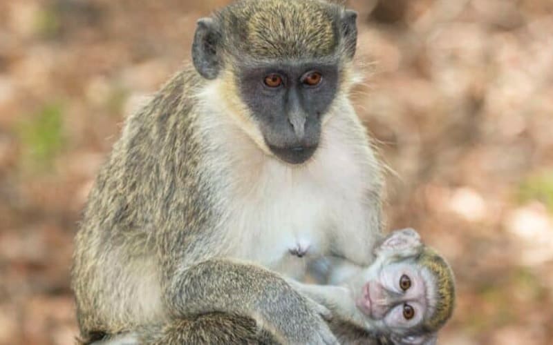  DNK zelenog majmuna pronađena u vakcinama protiv COVID-19