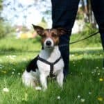 U Francuskoj se pravi DNK baza kućnih ljubimaca kako bi se pratilo ko ne kupi izmet iza svojih pasa