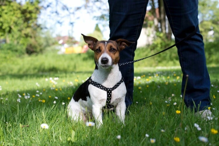  U Francuskoj se pravi DNK baza kućnih ljubimaca kako bi se pratilo ko ne kupi izmet iza svojih pasa