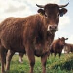 Univerzitet Oksford nudi krave kao vid reparacije AFRIKANCIMA koji su propatili za vreme kolonijalizma