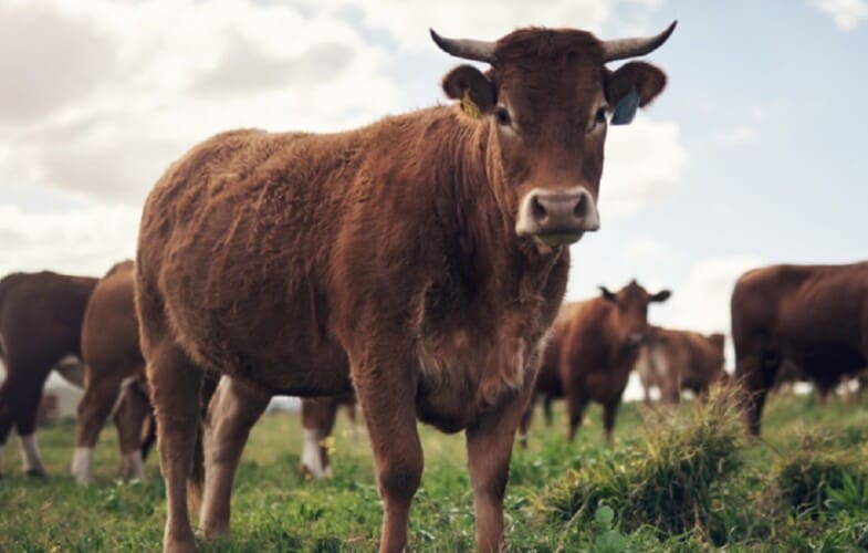  Univerzitet Oksford nudi krave kao vid reparacije AFRIKANCIMA koji su propatili za vreme kolonijalizma