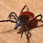 Krpelji šire alergiju koja može dovesti do smrti nakon konzumacije MESA i za sve su krive "KLIMATSKE PROMENE"