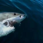 Ludnica! NAUČNICI zabrinuti zbog ajkula koje konzumiraju kokain