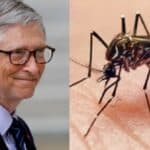 Bil Gejts pustio milijarde GM komaraca nakon čega je izbila smrtonosna epidemija malarije u SAD