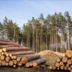 HIT! U Nemačkoj oboren rekord seče šuma zbog energetske krize a državu vode ZELENI