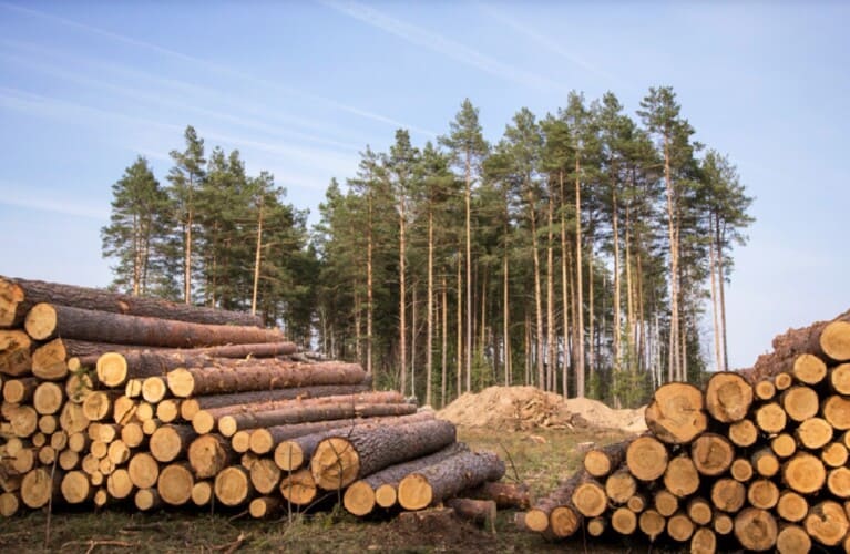  HIT! U Nemačkoj oboren rekord seče šuma zbog energetske krize a državu vode ZELENI