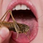 Ako nećete da jedete INSEKTE vi ste ANTISEMITA tvrde mejnstrim mediji