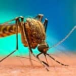 CIA je sprovela tajne eksperimente sa komarcima u Indiji kako bi širila „retke i opasne bolesti“