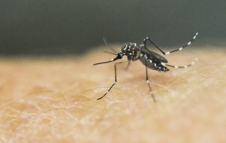  SZO: Slučajevi denga groznice su u porastu, bez kraja na vidiku