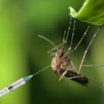 Rusija kaže da SAD hoće da puste genetski modifikovane komarce na ruske trupe