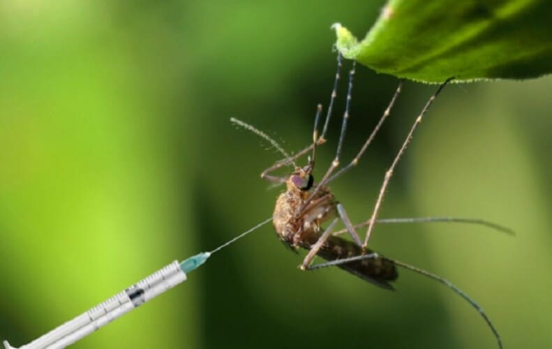  Rusija kaže da SAD hoće da puste genetski modifikovane komarce na ruske trupe