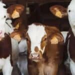 Kineski naučnici klonirali „super krave“